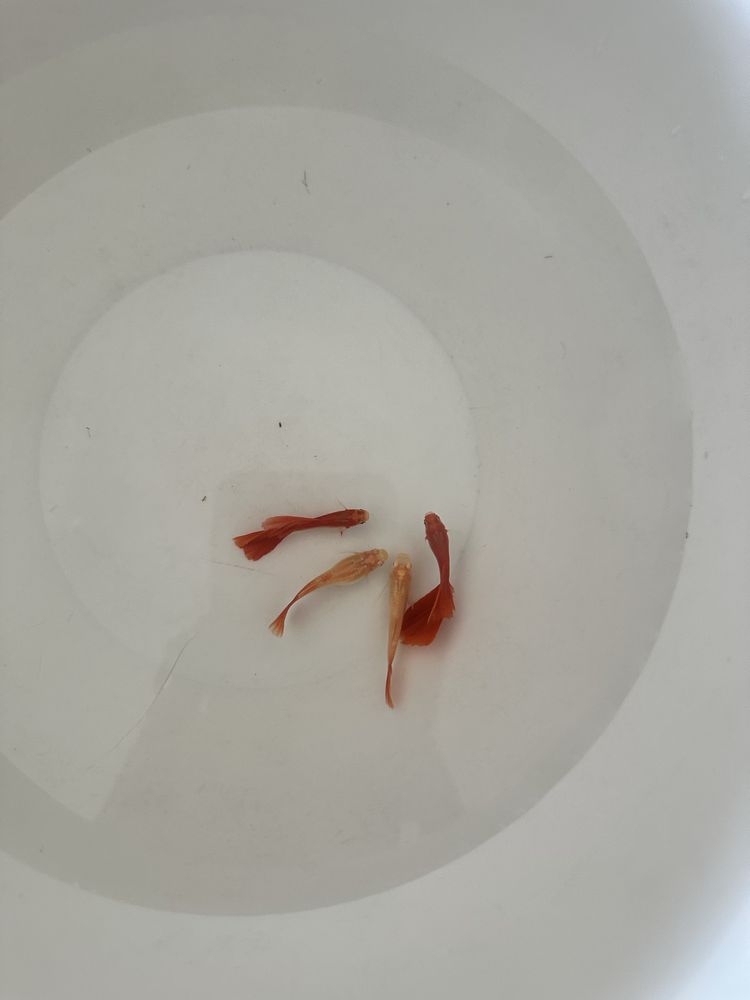 Casal guppys red albino