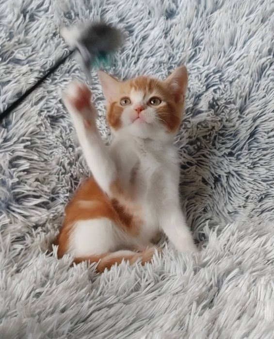 Огненно-рыжий) Мальчишка-позитивчик Шотландской породы в окрасе d2203