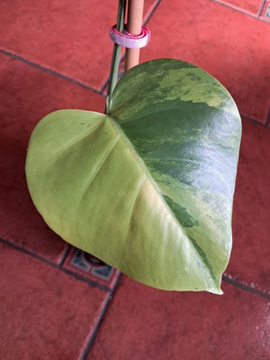 Monstera Marmorata Aurea Variegata Big Form