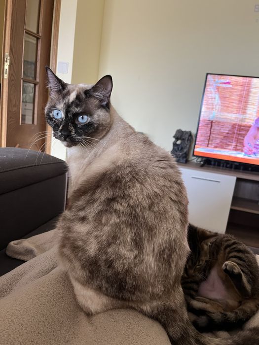 Adoção de duas gatas