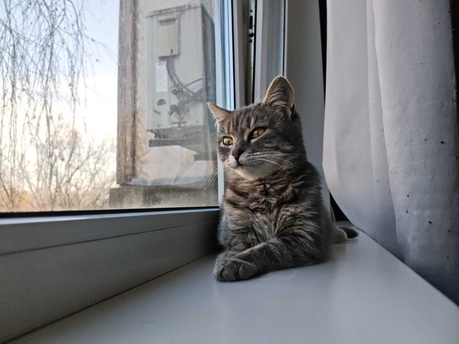 Стерилізована кішечка 6-7 місяців