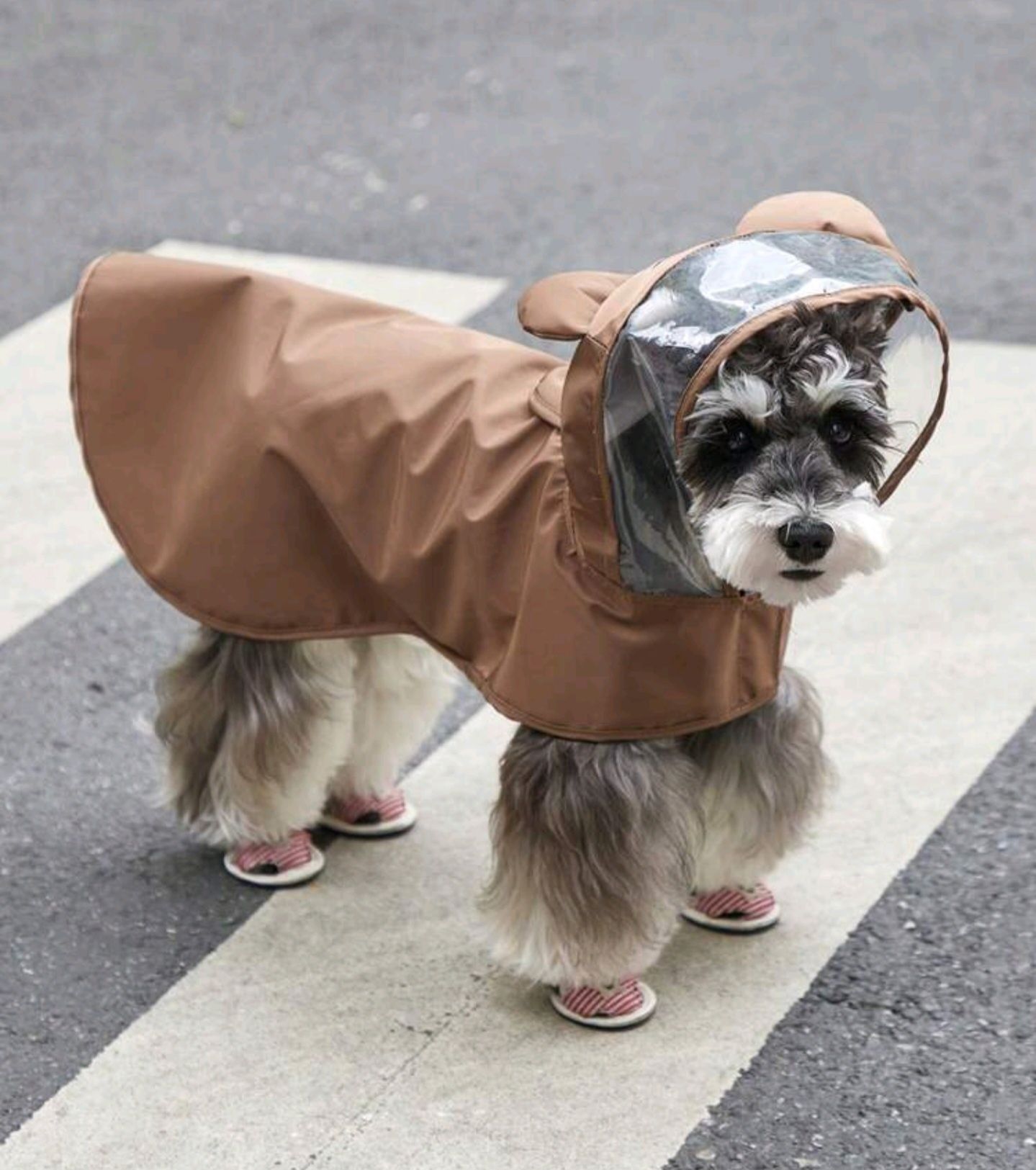 Capa pata chuva para animais