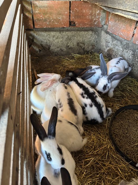 Vendo coelhos para criação
