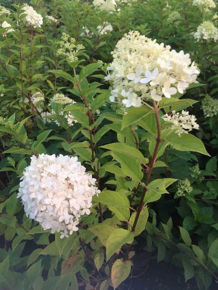 Hortensja hydrangea blaumeise w donicy