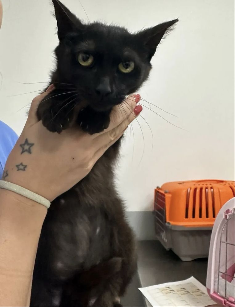 Gatinha 8 meses para adoção