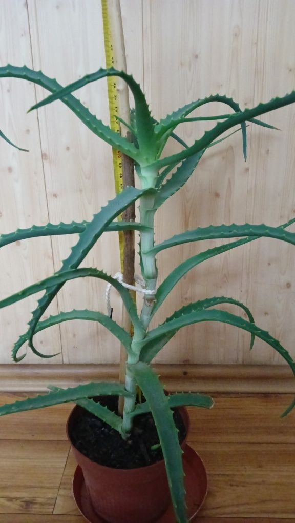 Aloes leczniczy.