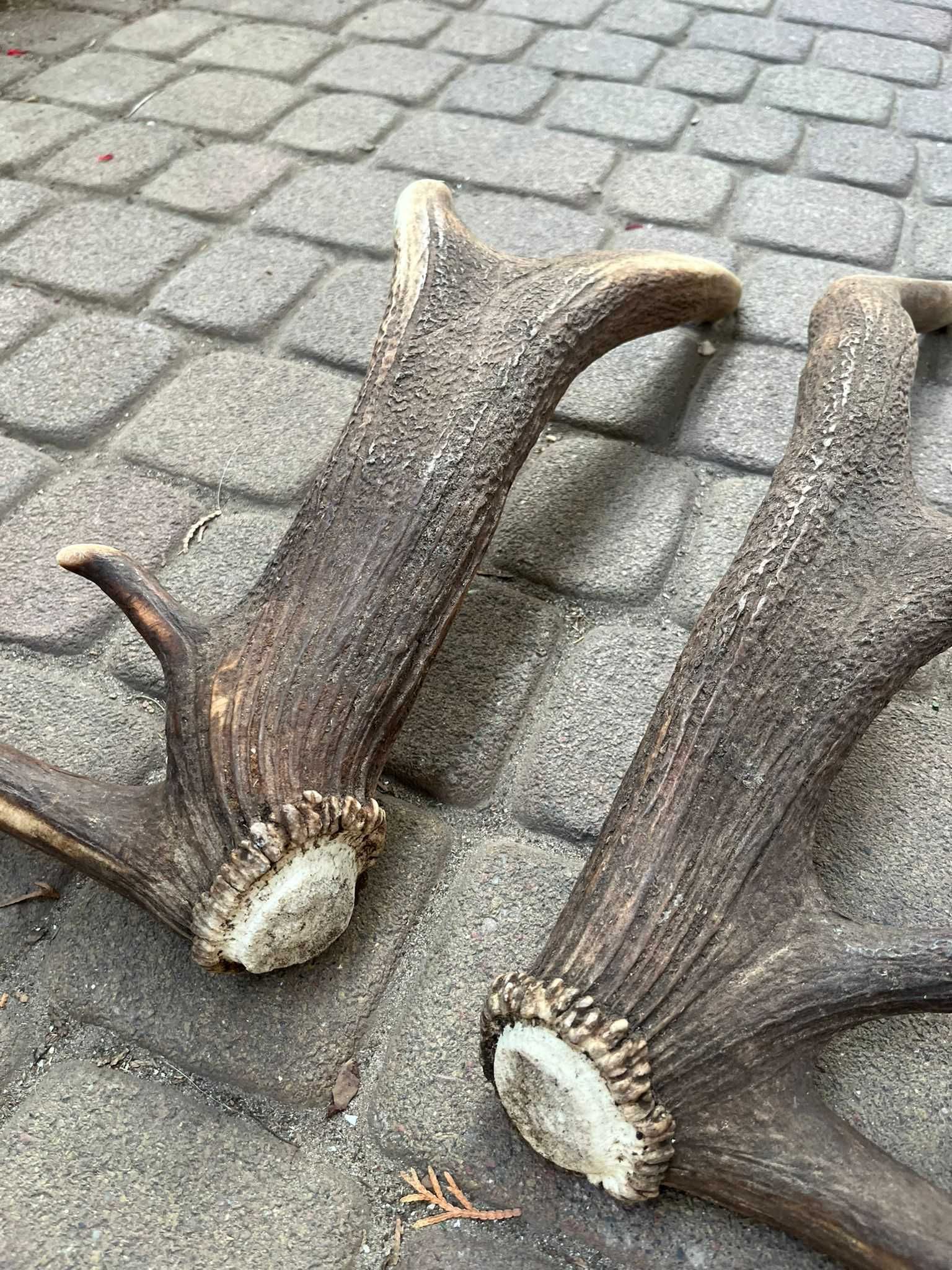 para rzutów jelenia