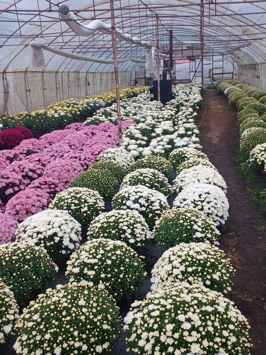 Chryzantemy drobnokwiatowe