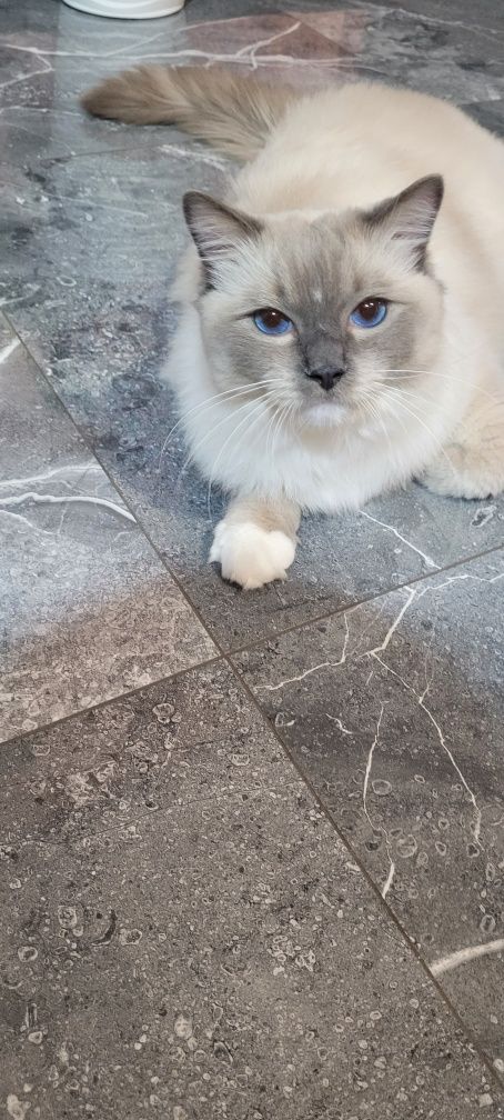 Ragdoll blue mitted z całą wyprawką