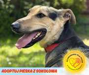 Amorek do adopcji