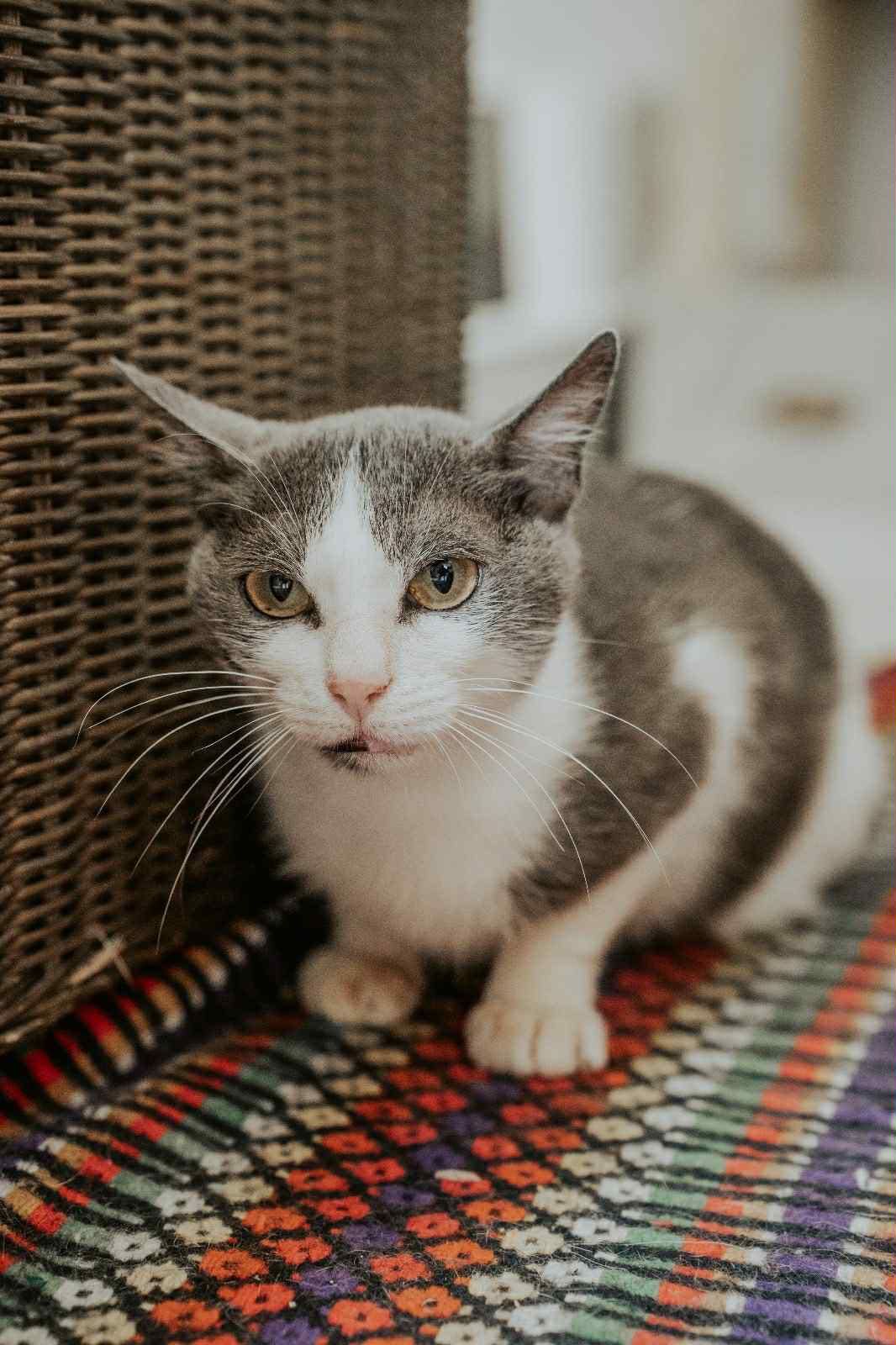 Mandy, uma princesa que precisa de um lar para sempre !