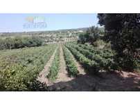 Propriedade com 7,8 ha | Exploração de vinhas, olival, montado de s...