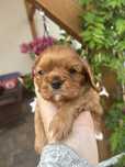 Cavalier king charles spaniel PIESEK