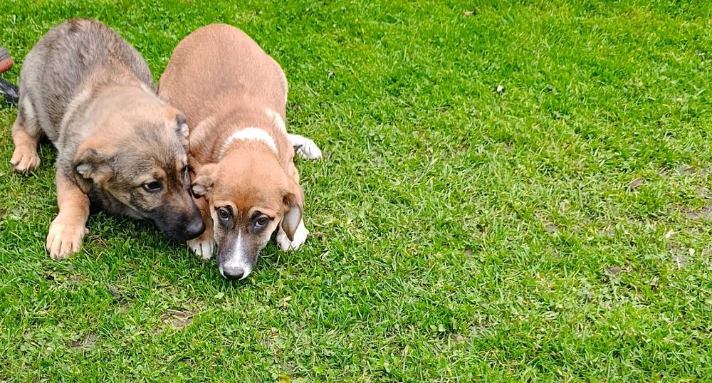 Pieski od owczarka niemieckiego