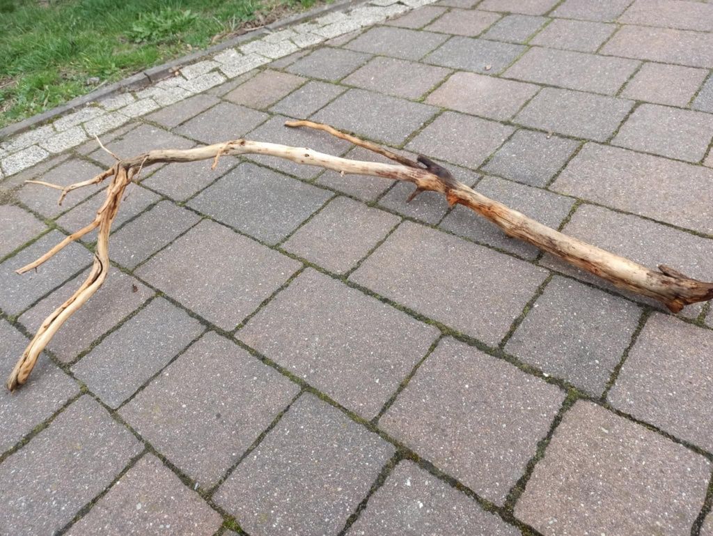 Ciekawy, średni naturalny korzeń do akwarium
