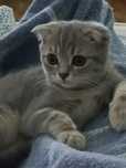Шотландская кошечка