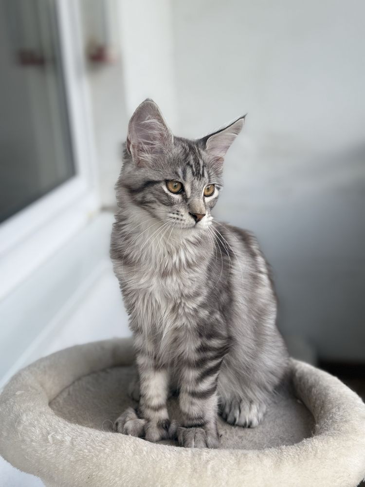 Maine Coon Polidactyl duże kocury Ares i Adonis TICA