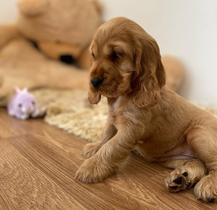 Англійський кокер-спанієль для вас!