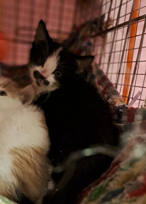 3 kocieta że wsi.szuakja ciepłego domku  lub domków