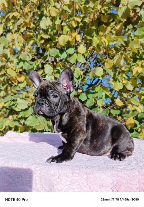 Buldog francuski marengo