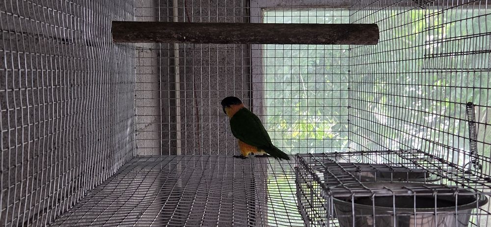 Amazona auropaliatta