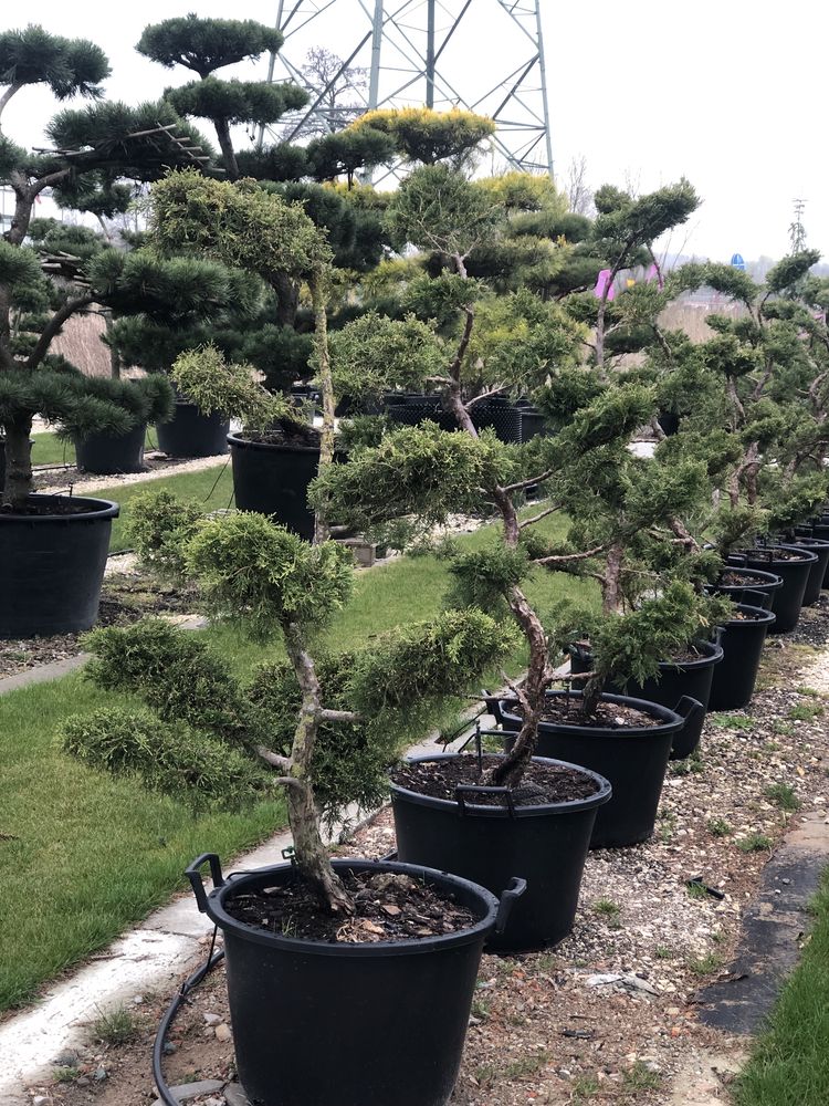 Bonsai Niwaki drzewa formowane jałowiec sosna BONSAI PARK