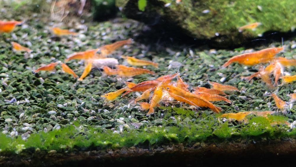 Mix krewetek Neocarodina 9 gatunków 18sztuk