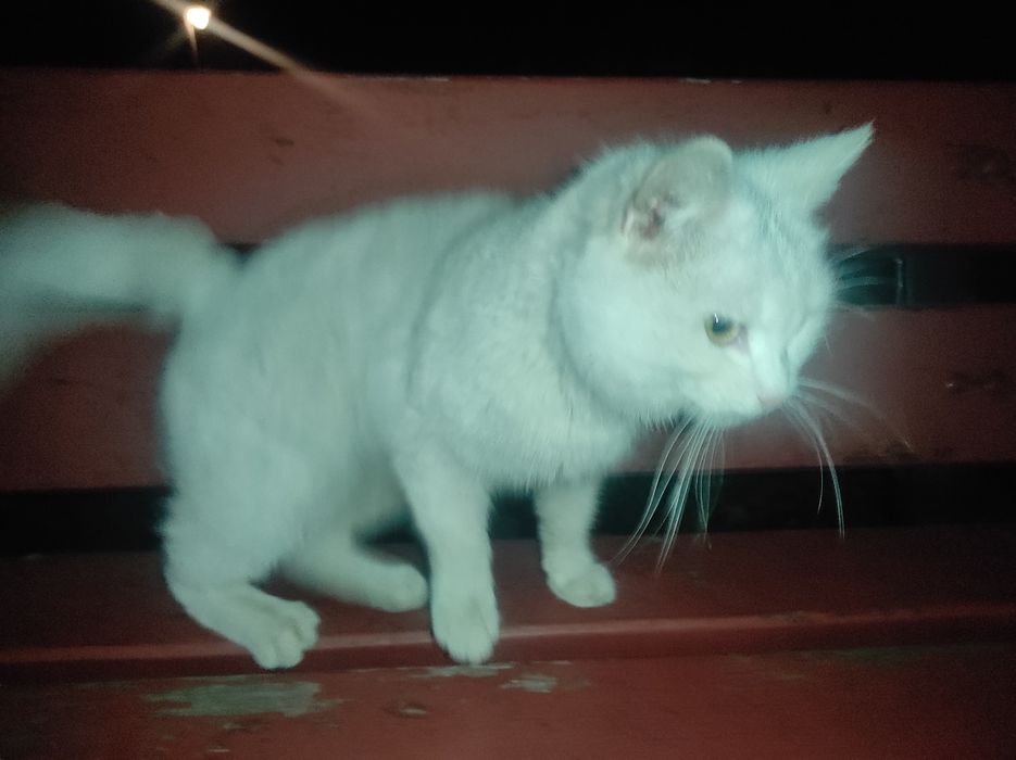 Zaginęła cała biała kotka ponad tydzień temu w parku Lubomirskich Ważn