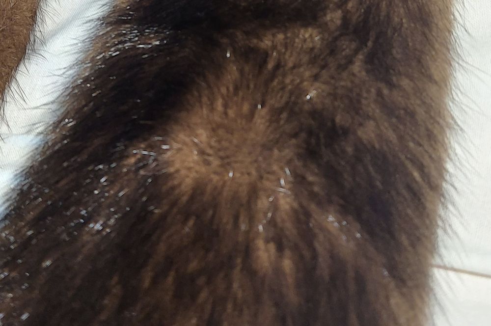 Хутро натуральне для шуби або на комір