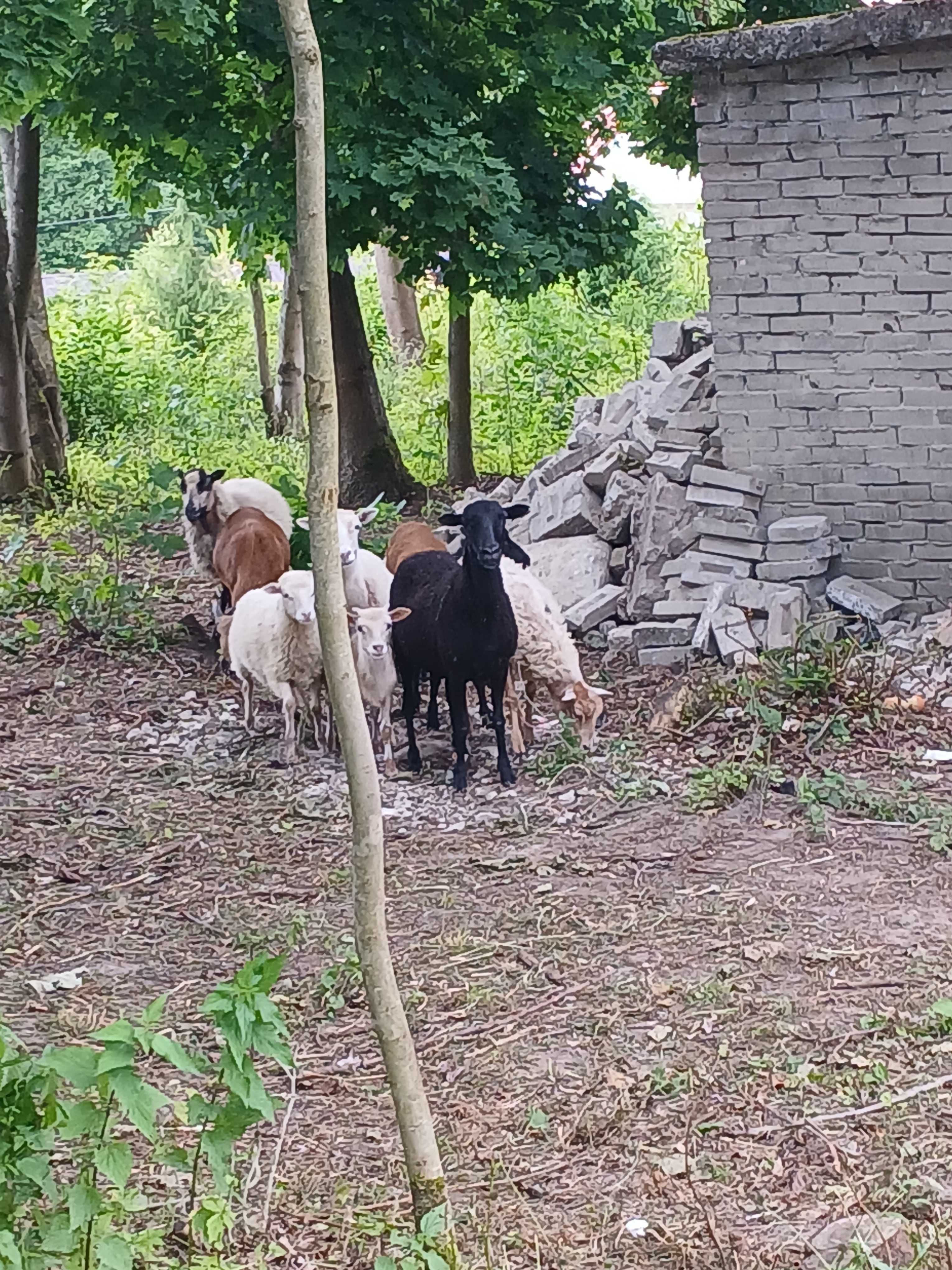 Mlode owce i baranki