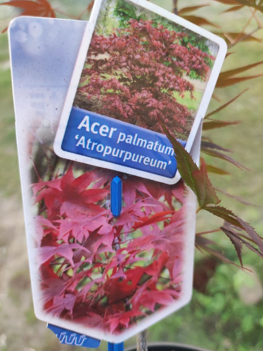 Klon palmowy purpurowy Acer Palmatum x 1 szt.