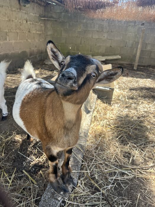Cabras anãs - 2 fêmeas - 4 anos e 3 anos