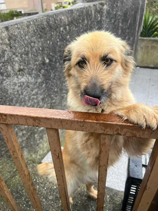 Abbie para Adoção