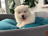 Szczeniak Samoyed  ZKwP FCI