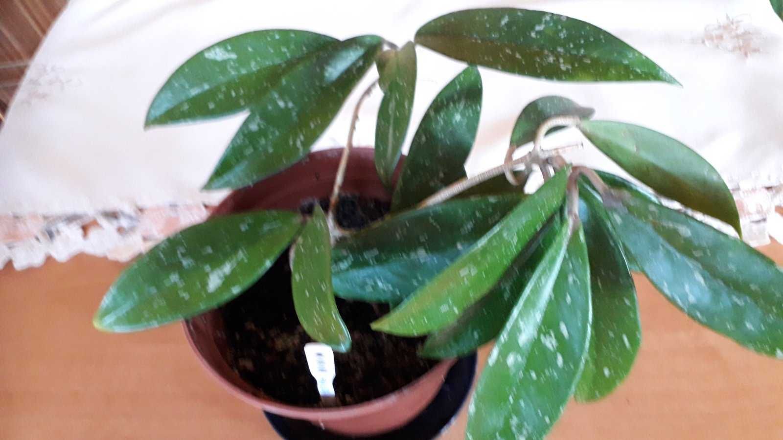 Hoya pubicalyx cv. Silver Pink (Хойя Пубикаликс сильвер пинк)