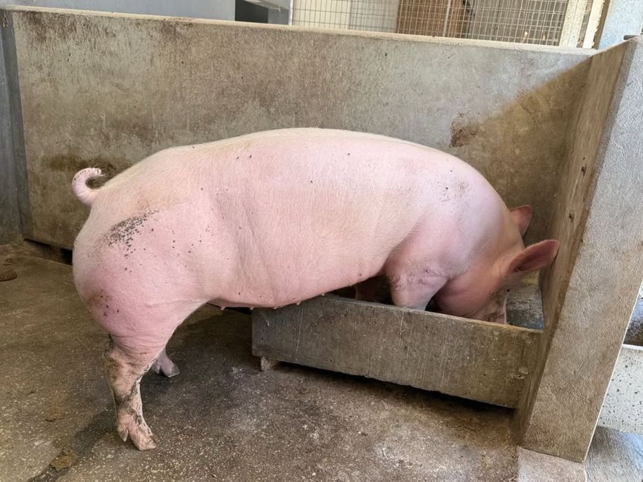Porco  cruzado de pietran