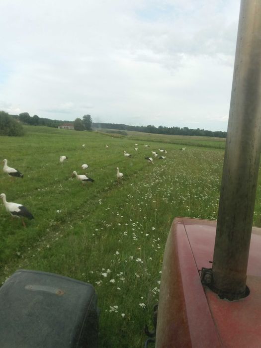 Dzierżawa ziemi rolnej ok. 80ha