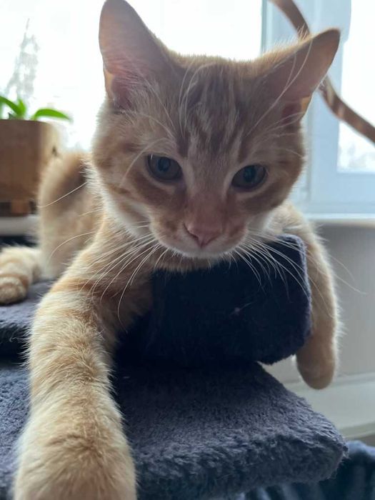 Szukamy ciepłego domku dla kocurka