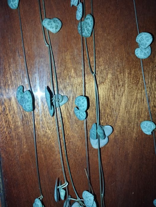 Długa ceropegia woodii