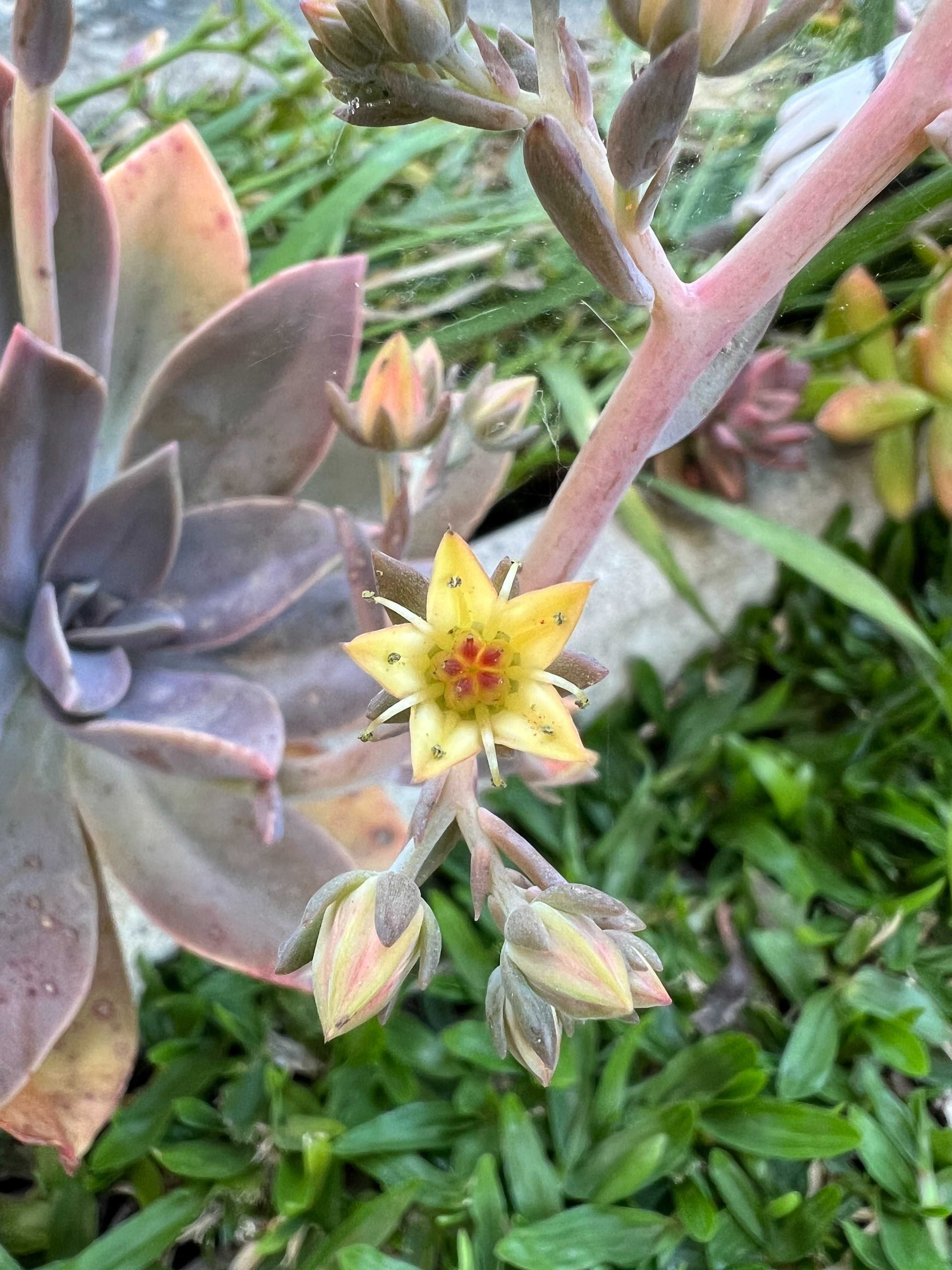 Suculenta Graptoveria Fred Yves