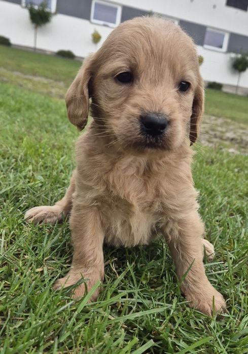Mini Labradoodle Samczyk