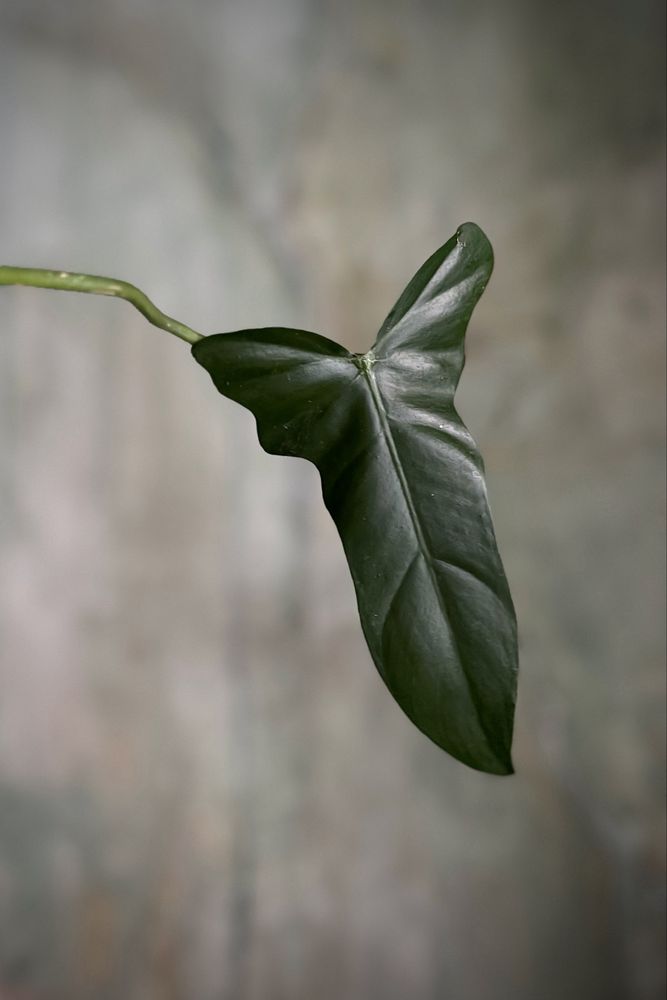Philodendron Golden Dragon - piękny Filodendron, pędówka lub szczyt