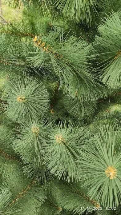 Сосна искусственная / Елка новогодняя