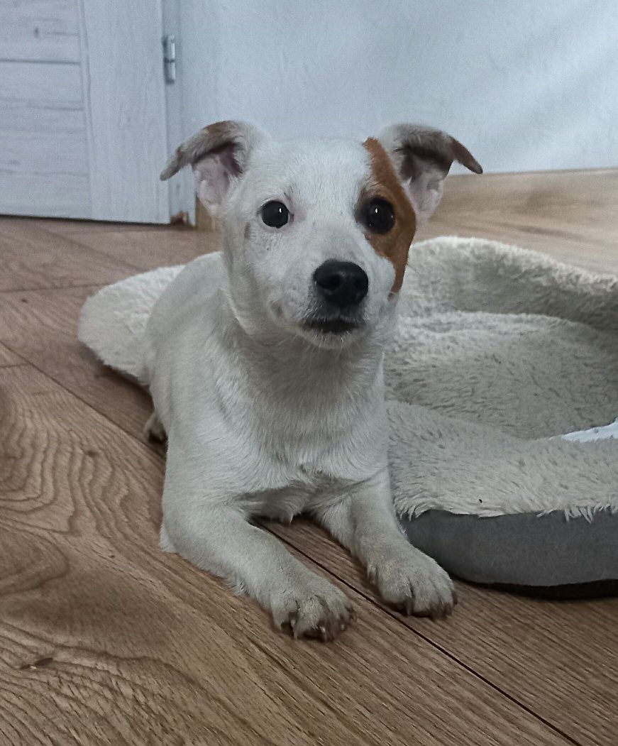 Jack Russell Terrier suczka