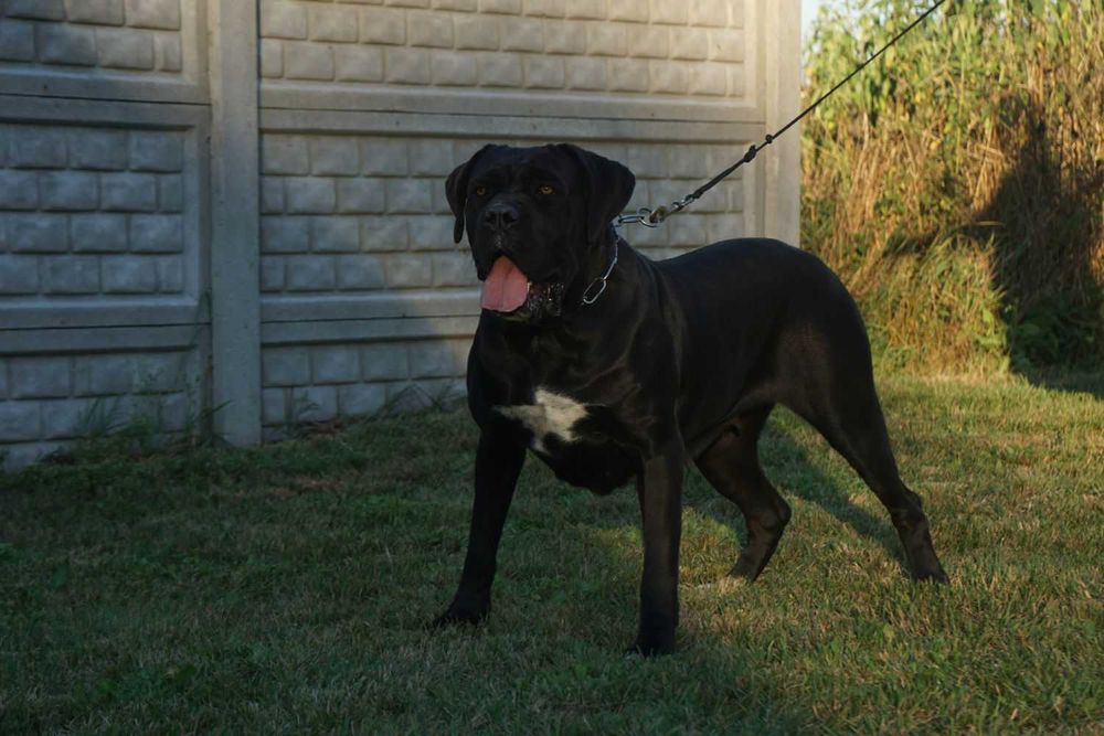 Cane Corso suczka FCI