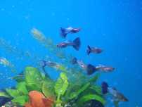 Gupik blue singa