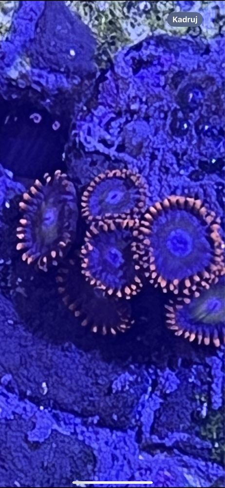 36 Zoanthus Red Hornet  6 glow Zoa Koralowiec Morski