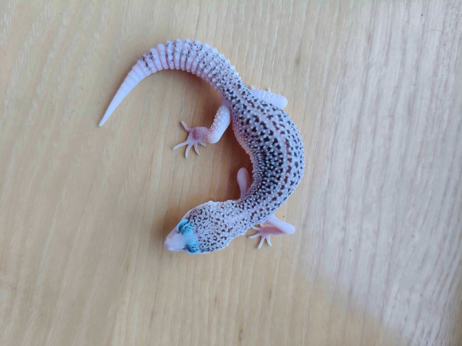 Gekony Lamparcie