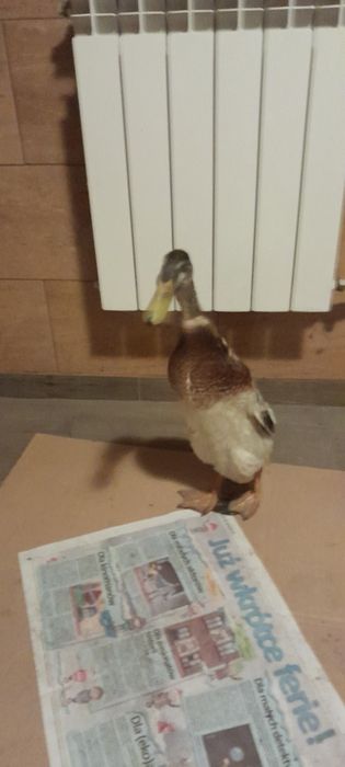 Kaczka bieguska młoda