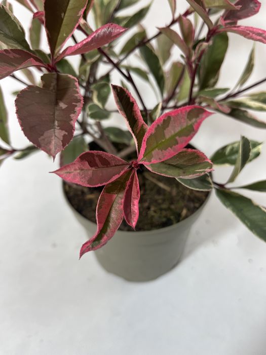 Głogowik zimozielony pink marble czerwony piekny mrozpodprny